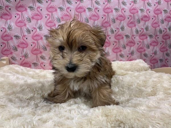 Morkie DOG Male brown 4888 Petland San Antonio, TX