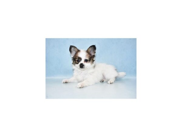 Papillon-DOG-Male-Sable & White-8042-Petland San Antonio, TX