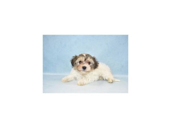 Havanese DOG Male Gold 4894 Petland San Antonio, TX