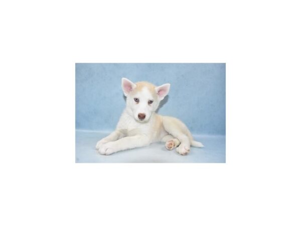 Siberian Husky DOG Female Sable & White 8044 Petland San Antonio, TX