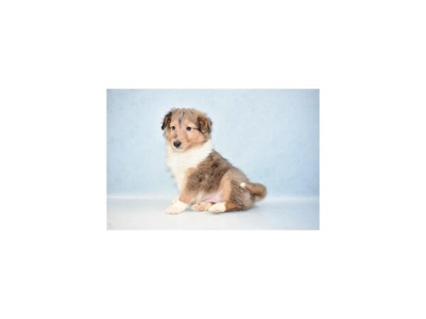 Shetland Sheepdog-DOG-Male-Blue Merle White & Tan-8043-Petland San Antonio, TX