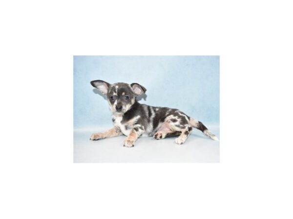 Chihuahua DOG Female Blue and Tan 4893 Petland San Antonio, TX