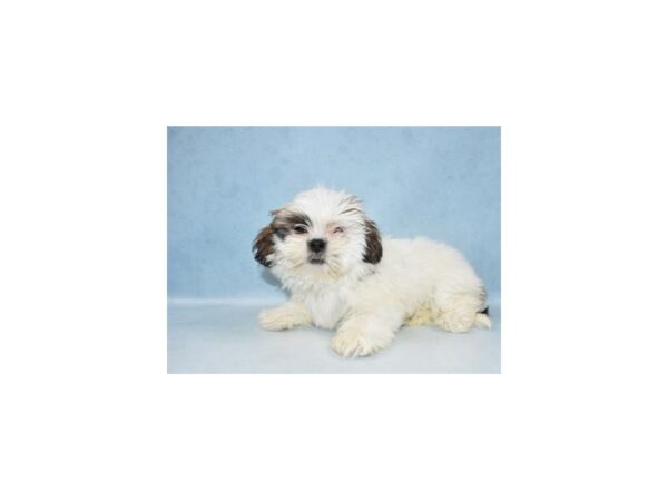 Lhasa Apso-DOG-Female-Red Gold-4895-Petland San Antonio, TX