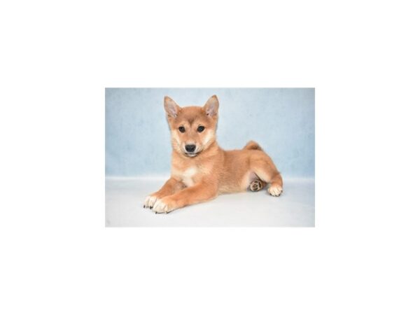 Shiba Inu-DOG-Male-Red Sesame-4897-Petland San Antonio, TX