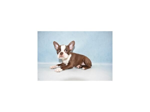 Boston Terrier-DOG-Female-Seal Brindle and White-4892-Petland San Antonio, TX