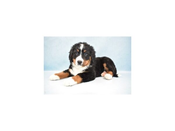 Bernese Mountain Dog-DOG-Female-Black Rust & White-8041-Petland San Antonio, TX