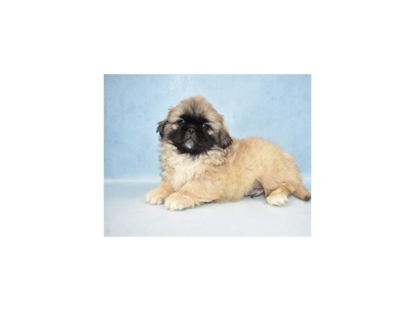 Pekingese DOG Male Biscuit 4896 Petland San Antonio, TX