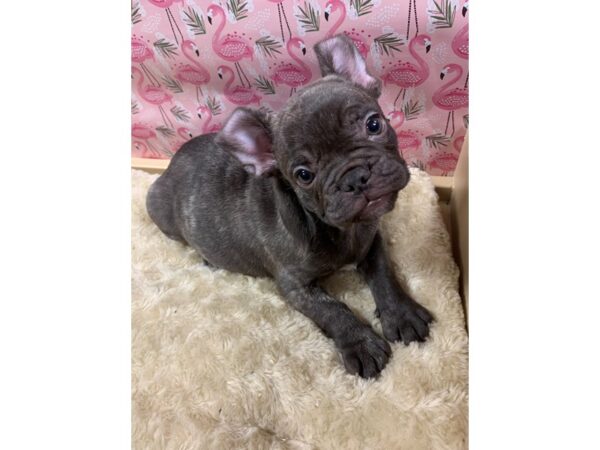 French Bulldog-DOG-Male-chlt brdl-4883-Petland San Antonio, TX