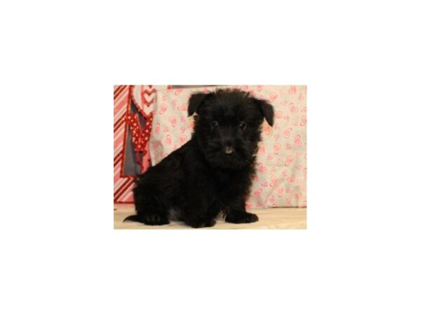 Scottish Terrier-DOG-Male-Black-8048-Petland San Antonio, TX