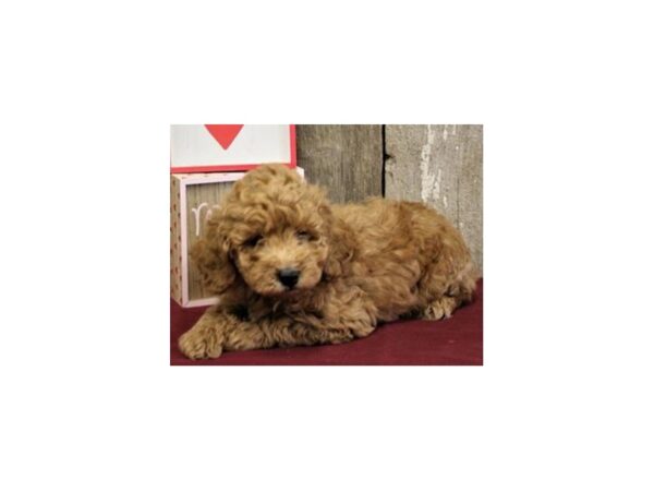 Miniature Goldendoodle DOG Male Golden 8050 Petland San Antonio, TX