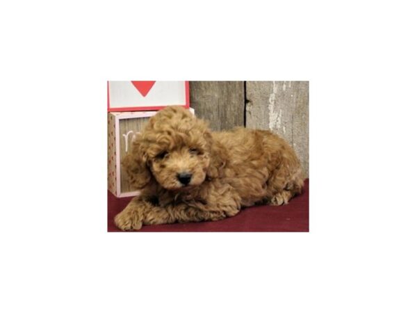 Miniature Goldendoodle-DOG-Male-Golden-8054-Petland San Antonio, TX