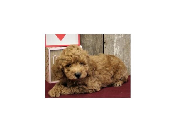 Miniature Goldendoodle DOG Male Golden 8054 Petland San Antonio, TX