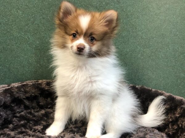 Pomeranian DOG Male Brown & White 8033 Petland San Antonio, TX