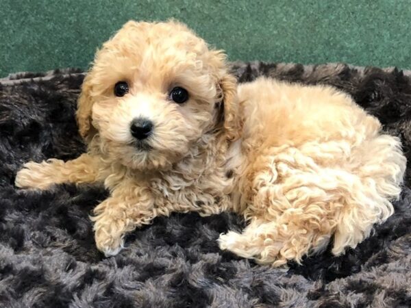 Maltipoo-DOG-Male-Tan-8034-Petland San Antonio, TX