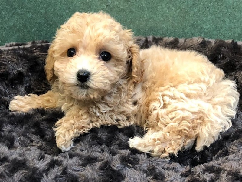 maripooh　0823 Maltipoo Puppy Tan ID:8034 Located at Petland San Antonio, TX