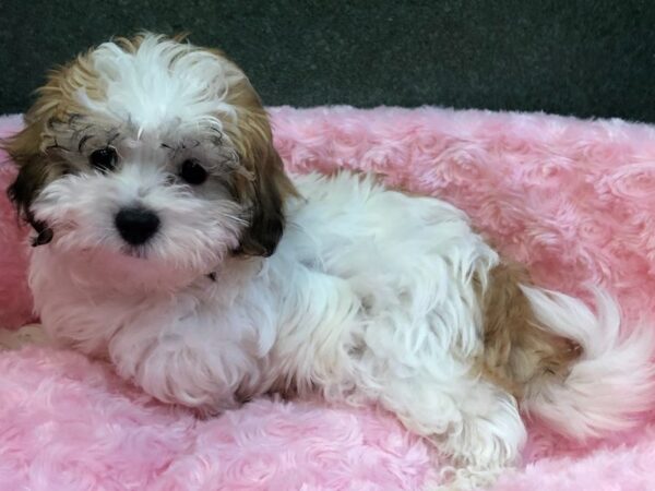 Maltipoo DOG Female Sable Parti 8035 Petland San Antonio, TX