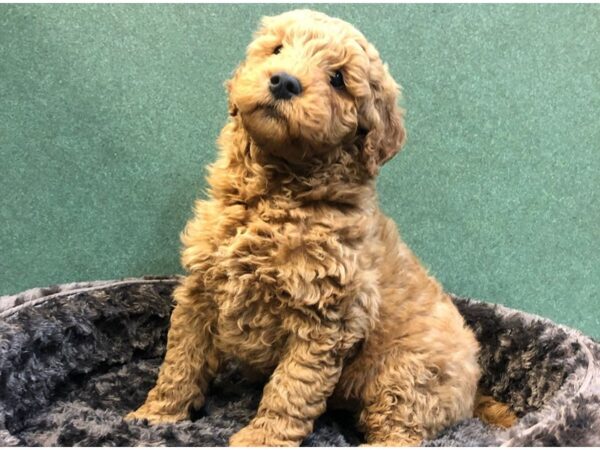 Miniature Goldendoodle DOG Male Ruby 8036 Petland San Antonio, TX