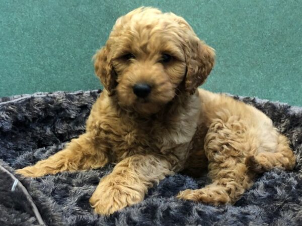 Miniature Goldendoodle DOG Male Ruby 8037 Petland San Antonio, TX