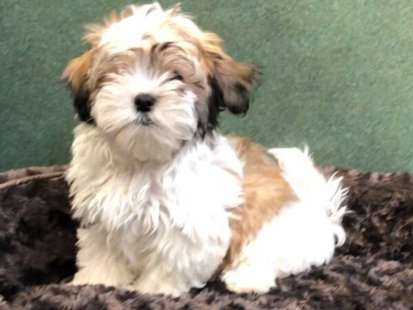 Teddy Bear DOG Male Brown & White 8039 Petland San Antonio, TX