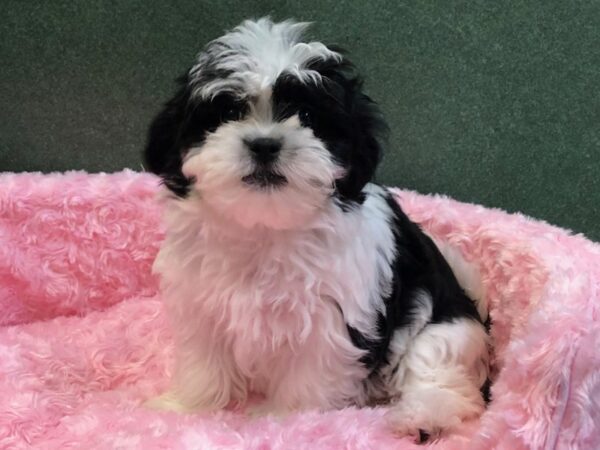 Teddy Bear DOG Female Black & White 8040 Petland San Antonio, TX