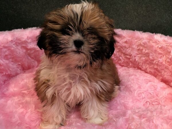 Shih Tzu DOG Female Red & White 8045 Petland San Antonio, TX