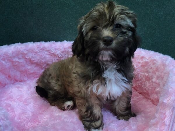 Havanese DOG Female Chocolate Sable 8046 Petland San Antonio, TX