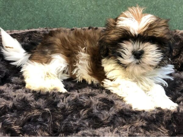 Shih Tzu DOG Male Red & White 8047 Petland San Antonio, TX