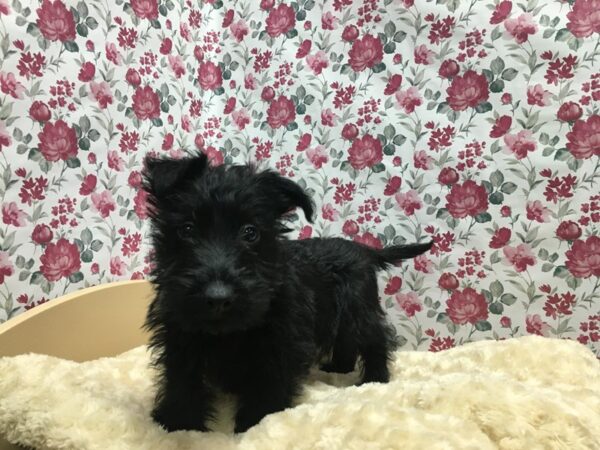 Scottish Terrier DOG Female blk 4900 Petland San Antonio, TX