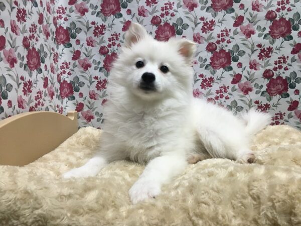 American Eskimo-DOG-Female-wh-4899-Petland San Antonio, TX