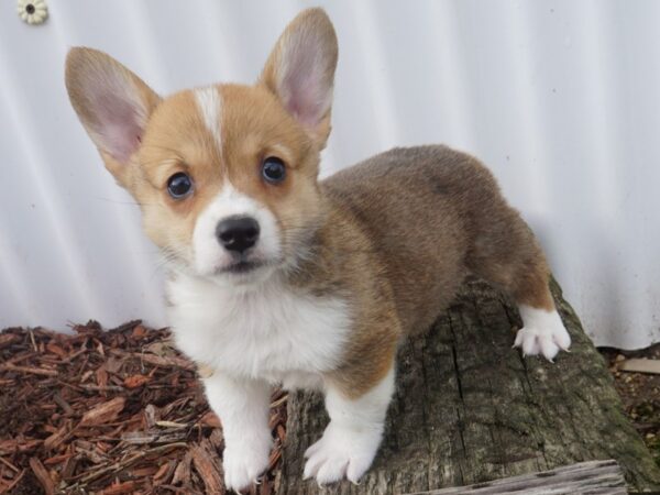 Pembroke Welsh Corgi DOG Male Red & White 8053 Petland San Antonio, TX