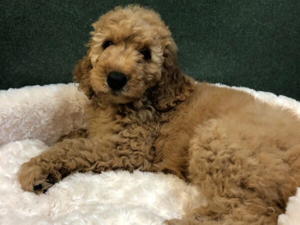 Goldendoodle DOG Female Golden 8052 Petland San Antonio, TX