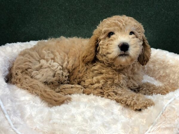 Miniature Goldendoodle DOG Female Golden 8055 Petland San Antonio, TX