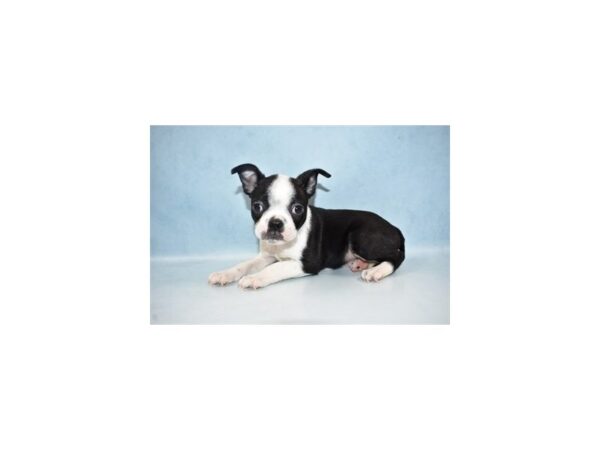 Boston Terrier DOG Male Black & White 8056 Petland San Antonio, TX