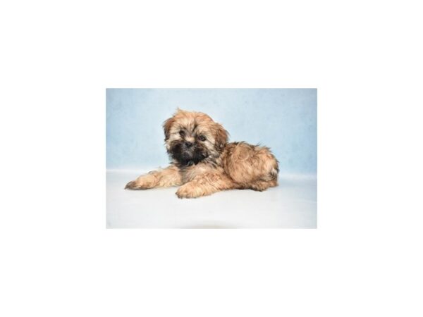 Lhasa Apso-DOG-Female-Golden-4901-Petland San Antonio, TX