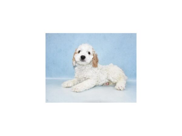 Cockapoo-DOG-Male-Buff and White-4902-Petland San Antonio, TX