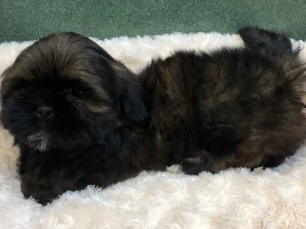 Shih Tzu DOG Male Red Sable 8057 Petland San Antonio, TX