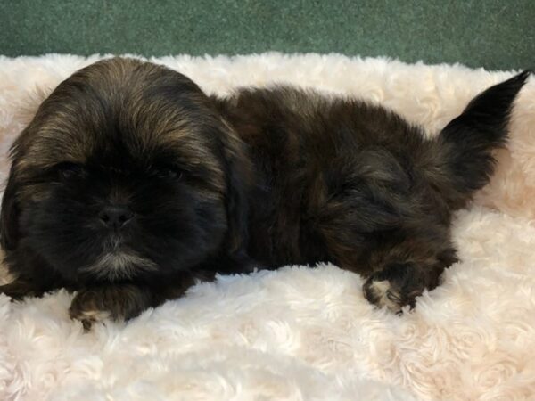 Shih Tzu-DOG-Male-Red Sable-8058-Petland San Antonio, TX