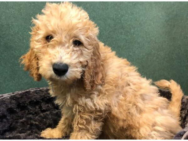 Goldendoodle DOG Male Golden 8059 Petland San Antonio, TX