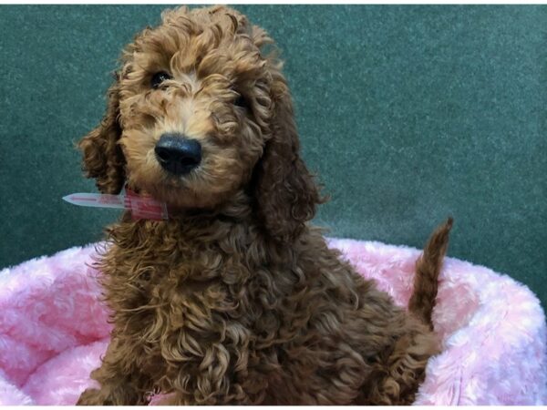 Goldendoodle DOG Female Golden 8060 Petland San Antonio, TX