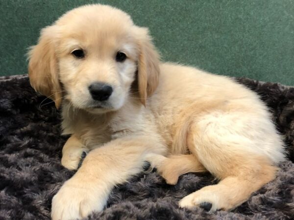Golden Retriever-DOG-Male-Golden-8061-Petland San Antonio, TX