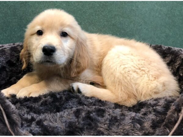 Golden Retriever DOG Male Golden 8062 Petland San Antonio, TX