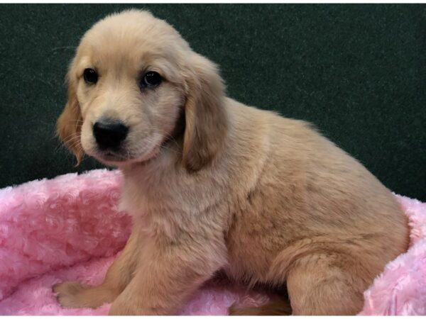 Golden Retriever DOG Male Golden 8063 Petland San Antonio, TX