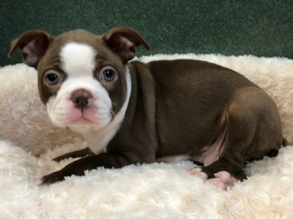 Boston Terrier DOG Male Seal & White 8064 Petland San Antonio, TX