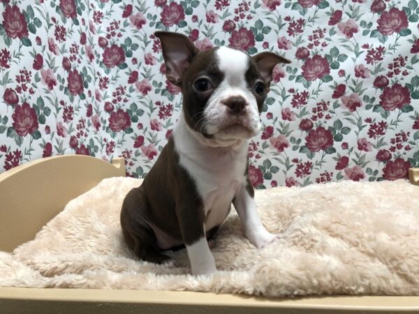 Boston Terrier DOG Female rd & seal 4908 Petland San Antonio, TX