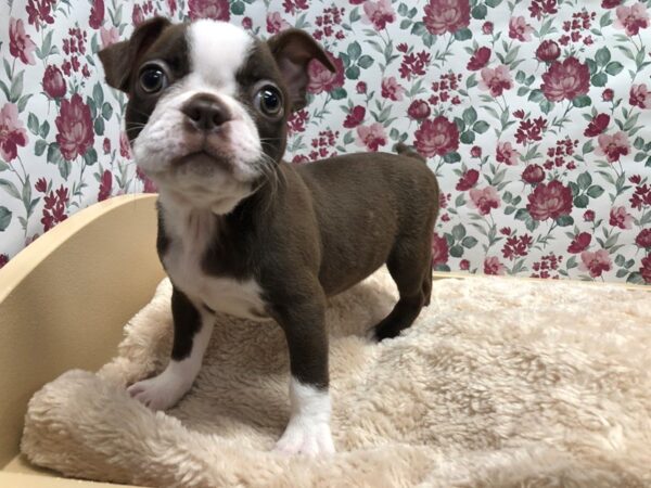 Boston Terrier DOG Female rd & seal 4907 Petland San Antonio, TX