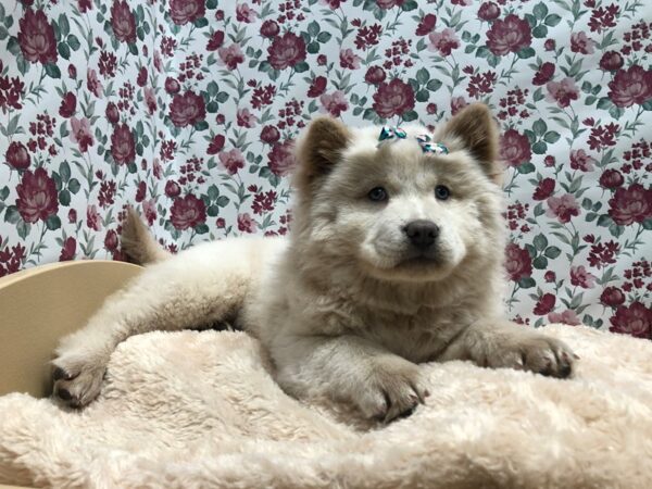 Chow Chow-DOG-Female-cr-4904-Petland San Antonio, TX