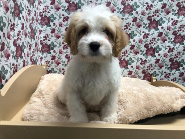 Cava Poo DOG Male bheim 4903 Petland San Antonio, TX