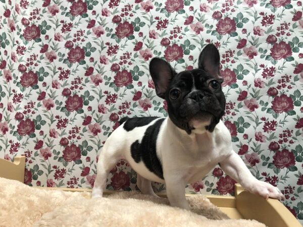 French Bulldog-DOG-Female-blk/wh pied-4860-Petland San Antonio, TX
