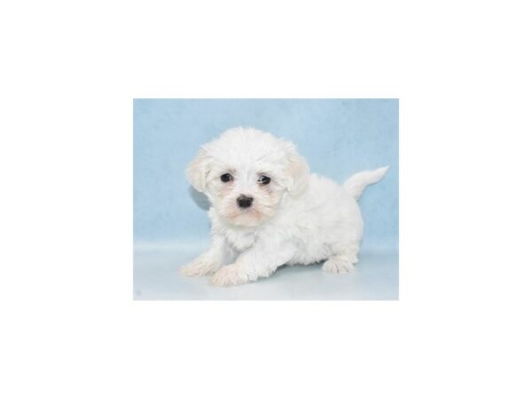 Maltese DOG Male White 4912 Petland San Antonio, TX