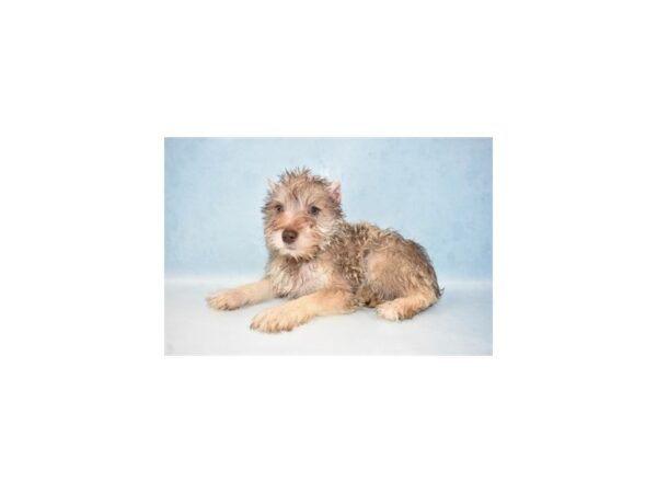 Miniature Schnauzer-DOG-Female-Liver and Pepper-4913-Petland San Antonio, TX